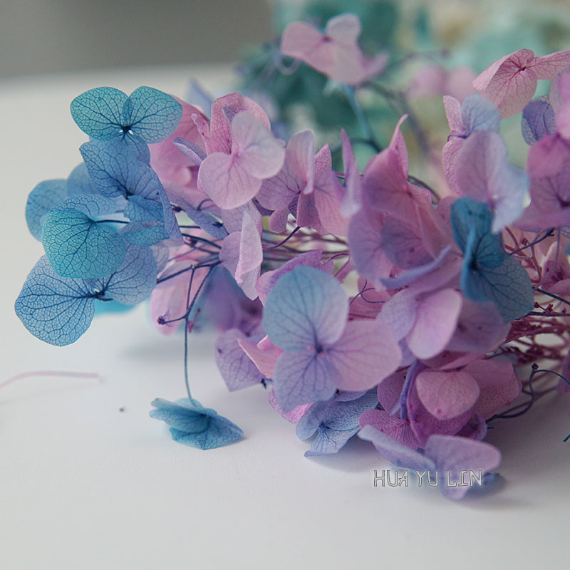 Dried Flower Bulk - Ombre Gradient Dried Preserved Hydrangea Flower