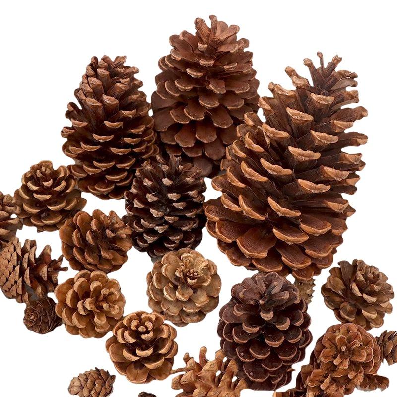 Natural Dried Pine Cones 5/10/ - Dried Flower Bulk recension och pris