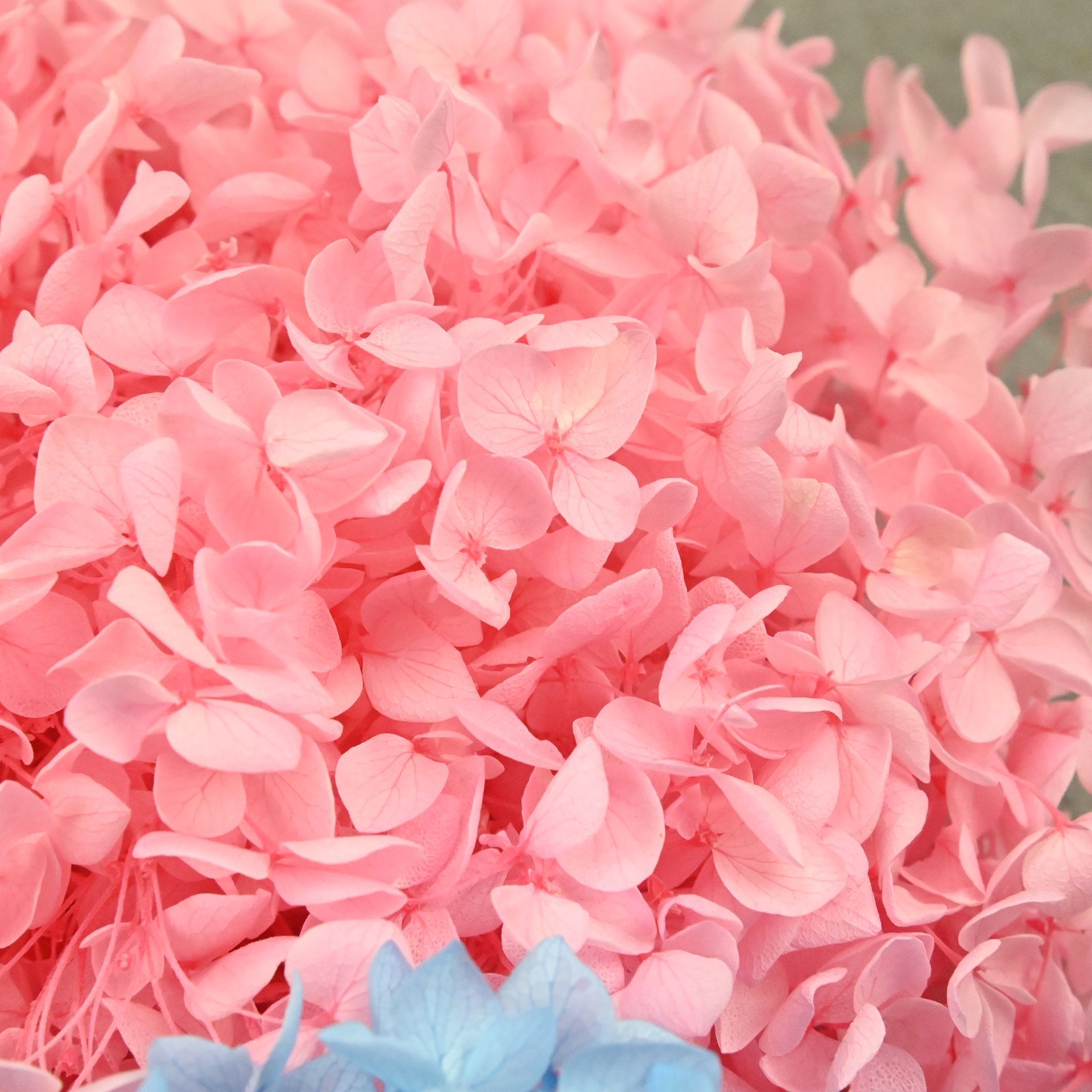 20g Natural Hydrangea Petals D - Dried Flower Bulk recension och pris